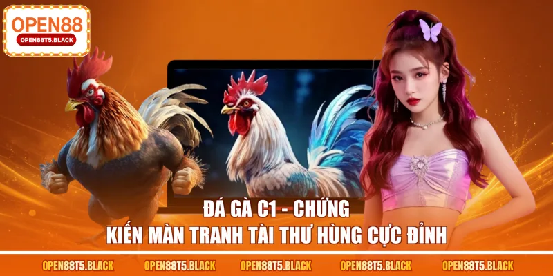 Đá gà C1