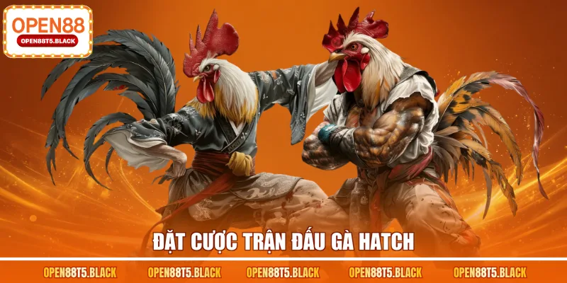 Đặt cược trận đấu gà Hatch